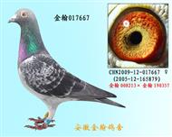 勃默德017667已售