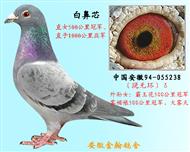 勃默德白鼻芯055238 已退役