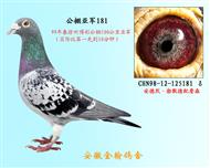公棚亚军181 勃默德配詹森邦德007