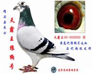 天霸王狼狗号
