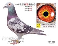 上海君冠公棚2014年秋季决赛185名