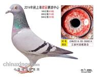 上海君冠公棚2014年秋季决赛237名