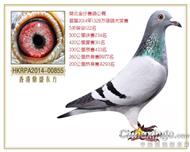 湖北金沙公棚2014年决赛234名