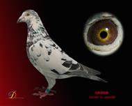 银狐   沃斯燕纳斯