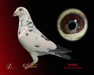 银狐 沃斯燕纳斯