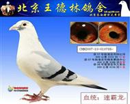 速霸龙,亚军,788