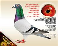 【勁霸福雷迪】“福雷迪”直孙！