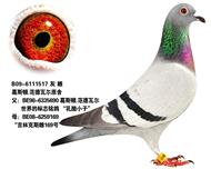 奶酪小子直女---莫琳