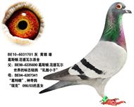 奶酪小子直子---劲力号