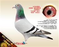 【漂亮银鲨】“大白鲨”直女！