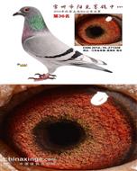 【公棚决赛36名】14年江苏阳光公棚