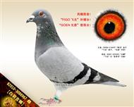 【白羽吉娜】“飞戈”外甥女！