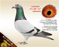 【超级汤姆】“飞戈”回血直孙！