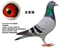 杰奎琳