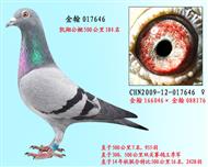 勃默德配狄尔巴   017646