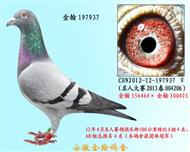 勃默德配凡龙   197935已售