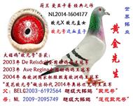 黄金先生（欧元号直子）