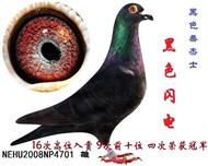 黑色闪电