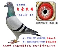 白金乳酪