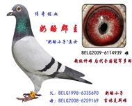 奶酪郡主
