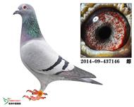 无畏号直孙女146(已售徐州鸽友）