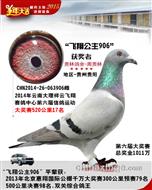 飞翔公棚17名（已售出）