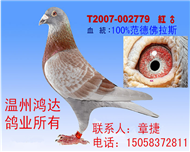 100%纯范德佛拉斯红狐詹森（非卖品）