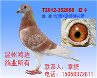 100%纯范德佛拉斯红狐詹森（非卖品）