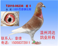 100%纯范德佛拉斯红狐詹森（非卖品）