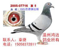 100%范德佛拉斯（非卖品）