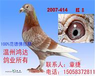 100%范德佛拉斯 （非卖品）