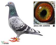 无畏号外甥女936