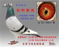 白羽霸王