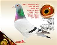 【暴龙Ⅲ】“斑杰明”曾孙！