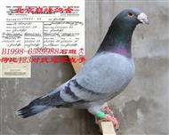 【詹森荷比冠军】