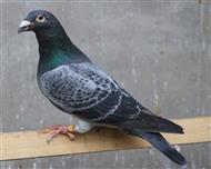 【绝版军校生】