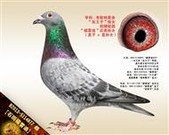 【石斑福雷迪】“福雷迪”近亲孙女！