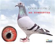 贺尔梅斯灰胖子回血鸽