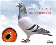 贺尔梅斯灰胖子回血鸽