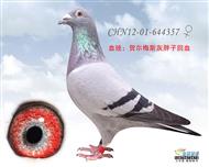 贺尔梅斯灰胖子回血鸽