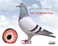 贺尔梅斯灰胖子回血鸽