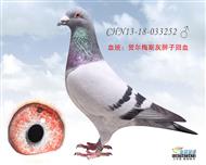 贺尔梅斯灰胖子回血鸽