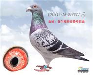 贺尔梅斯“05巴塞冠军”直系鸽及安静号系