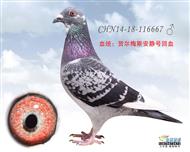 贺尔梅斯“05巴塞冠军”直系鸽及安静号系