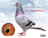 贺尔梅斯“05巴塞冠军”直系鸽及安静号系