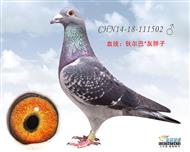 贺尔梅斯杂交鸽