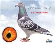 贺尔梅斯杂交鸽