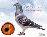 贺尔梅斯杂交鸽
