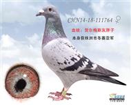 贺尔梅斯杂交鸽