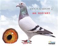 贺尔梅斯杂交鸽